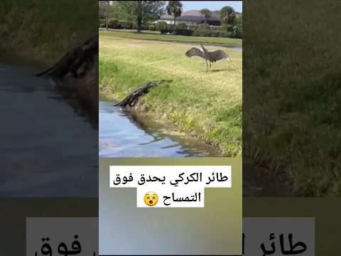 هل يوجد اجمل من هذا المنظر الذي يمثل هذا الطائر مع التمساح #shorts