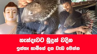 බුදුන් වදින් අපුර්ව ඉත්තෑ හාමි
