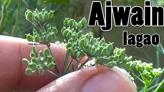 How to Grow Ajwain From Seeds | First Video on Youtube With Result (Urdu/hindi)