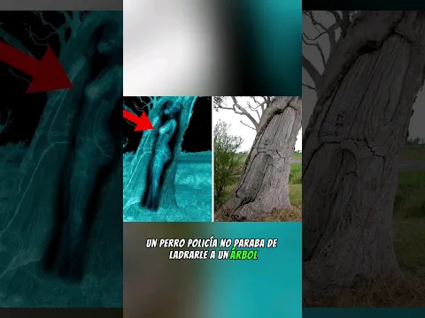 Un Perro Policía No Paraba De Ladrarle A Un Árbol, Y Lo Que El Dueño Encuentra Te Sorprenderá