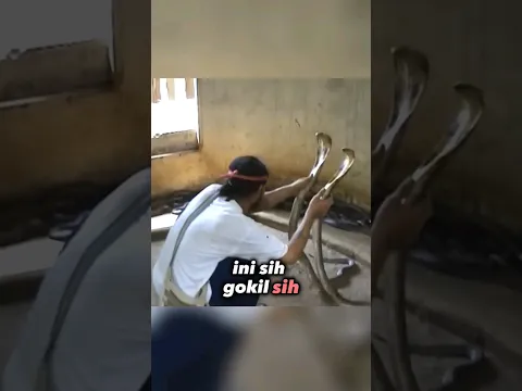 Ular Cobra sekandang ketar ketir melihat pria ini