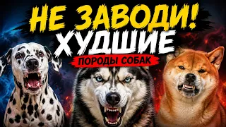ТОП 10 худших пород собак (для новичков)