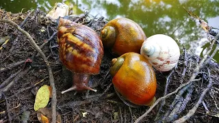 HUNT AND FINDING SNAILS! Berburu Bekicot, Siput Gepeng, Keong Mas Dan Cangkang Bekicot Albino