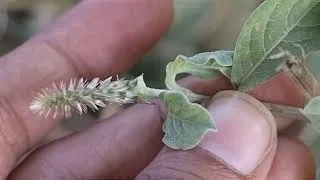 चमत्कार को नमस्कार? साधारण पौधा समझकर फेकने की भूल मत करना//