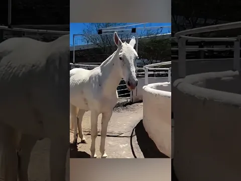 Horse Found A Cheat Code 😂