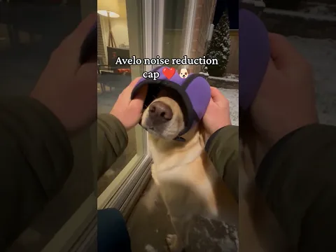 All pet owner know this pain, That's why we created Avelo 🤍 Link in bio to get 20% off at launch ✨🤍🐶