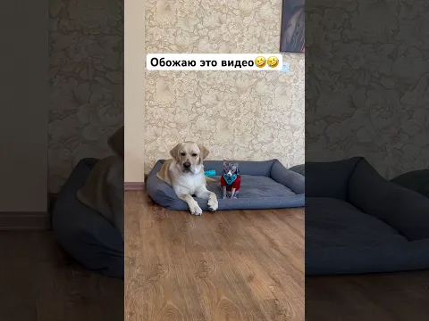 Без пинка Дени никуда😂