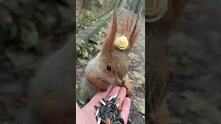 Как успокоить Невероятную...? 🐿 How to calm down Incredible Squirrel?