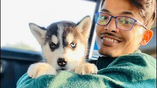 Cheeni k puppy soon?😵. Dog can talk part 167 || RoxyCheeni || Husky. Rottweiler || Review Reloaded