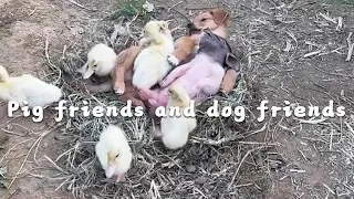 My friends are taking a comfortable nap #cutepet #dog