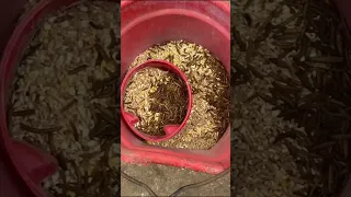 Feed all the animals breakfast with me!