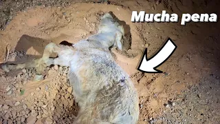 ENCONTRAMOS muchos ANIMALES en marruecos / Dia 4