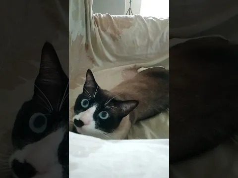 Cazador cazado #shorts #shortvideo #animals #cat