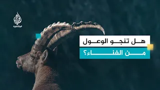 وعول الألب.. صراع البقاء في البرية