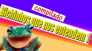 Bichinhos Que Nos Entendem #1 - Compilado para rir