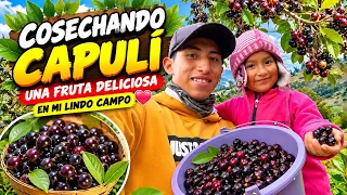 Cosechando capuli en mi lindo campo