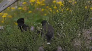 something scarey hiding inside the spring flowers , myna birds having good times. #nature #2023