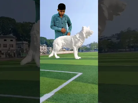 Rearing 💕 Dog 🐕 is Haram in 💕 Islam #shorts