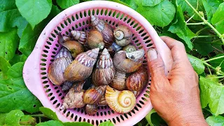 WOW SERU! Mencari Keong Bekicot, Siput Gepeng Dan Kodok [Bekicot Keong Siput & Kelomang]