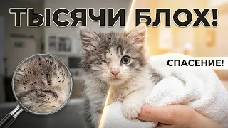 МЫ НИКОГДА НЕ ВИДЕЛИ СТОЛЬКО БЛОХ У КОТЕНКА / SANI vlog