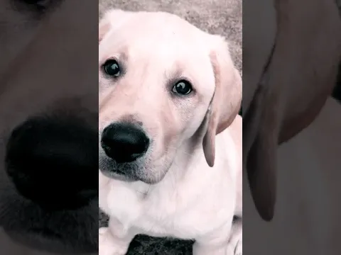 New Labrador Puppy In The Family