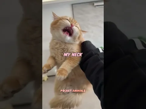 Stop holding your cat like this! 😿🚫