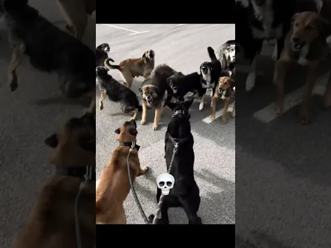 Dog Protection 💀