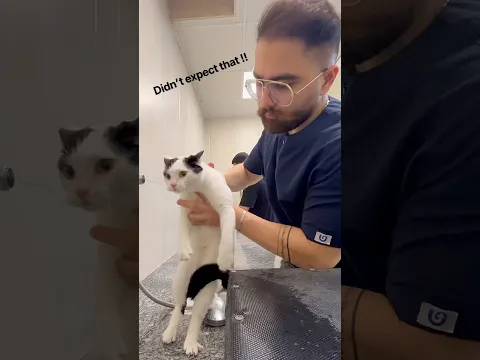I wasn’t ready for those meows. 😂😶 #catvideos #funnyvideo #funnyvideos