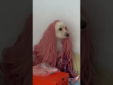 Acho que ela amou meu presente 😂
