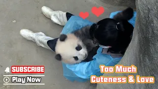 Gentle Nanny Coaxing Baby Panda To Sleep | iPanda