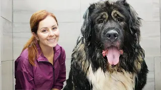 ALONE with a 220lbs Caucasian Shepherd (Ovcharka) 😐
