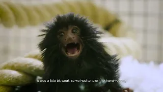 Baby black lion tamarin joins the Durrell family
