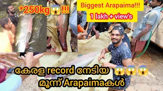 250kg😱Arapaima catching from mosnter pond😱.....Live video #arapaima #arapaimabreeding #xplormedia
