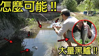太扯了吧！！水溝出現大量鱸魚！ 釣一尾就算了，隨便一捅十幾尾不是問題！ft.MYDAY 買對