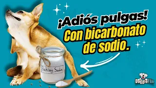 Pulgas en perros: Usa bicarbonato de sodio.