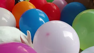 Rabbit play with ballon time 12:16