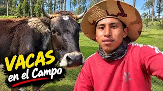 Las vacas y terneras en el campo 