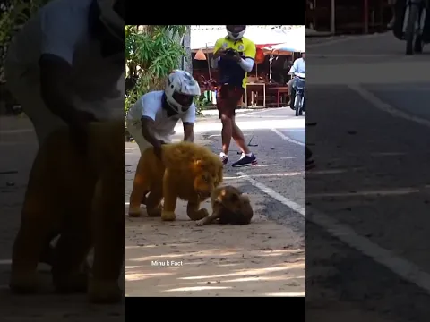 “A Fake Lion, A Real Test: The Dog’s Calm Decision Saved a Life” ❣️🕊️#shorts #puppy