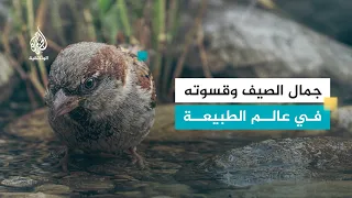 أيام الصيف