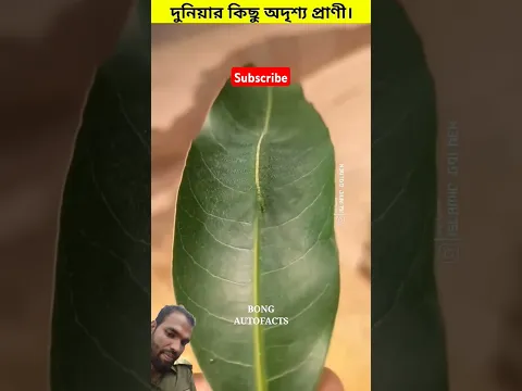 দুনিয়াতে বসবাস করা অদৃশ্য এমন কিছু প্রাণী #animals #duet #foryou #invisible
