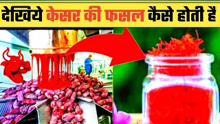 How saffron is made.आखिर केसर की फसल कैसे होती हैं। by @ONETIMEFACT