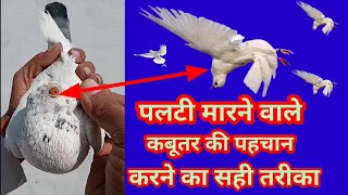 पलटी मारने वाले कबूतर की पहचान करने का सही तरीका  #kabootarcare
