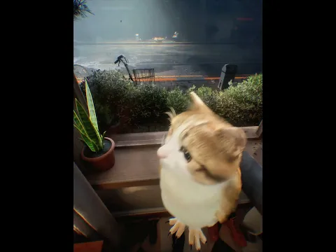The Irritable Cat Who Loves Selfies