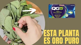 Más Barato y Natural 😊🌱  / Fórmula  QG5 #Colitis #Gastritis #remedioscaseros #adelgazar