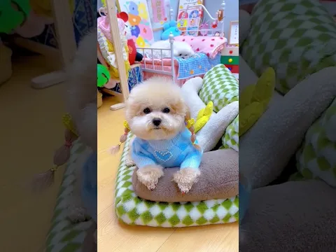 Mỗi ngày một bộ đồ. #shortsshorts #viral #cutedog #poodle #funydog1010 #dogs #funydogs #usa #dog