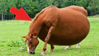 The Owner Couldn't Believe Her Eyes when She Saw whom Her Horse Gave Birth To...