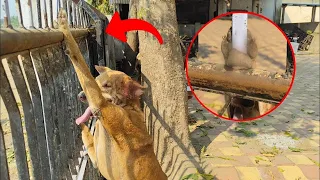 The amazing recovery of the dog's paw that was punctured by the iron rod of the gate