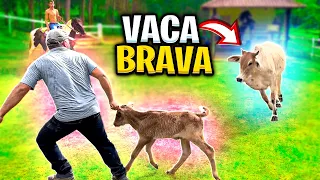 VACA BRAVA Protegendo BEZERRO