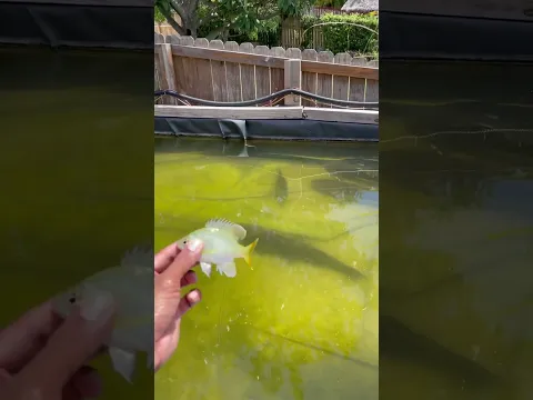 WORLD's FASTEST Freshwater FISH!