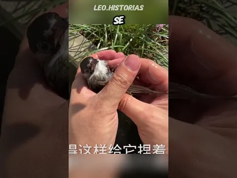 Atrapo Al Animal Equivocado, Y Luego Hizo Esto.